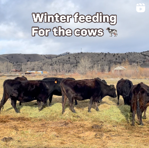 Grand View Ranch Wagyu