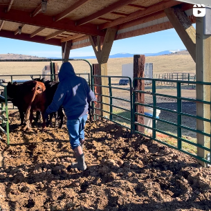 Grand View Ranch Wagyu