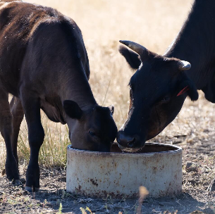 Grand View Ranch Wagyu