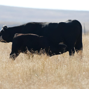 Grand View Ranch Wagyu